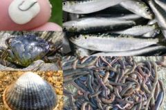 Esche per la pesca in mare