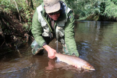 Un bel salmone bretone catturato con la mosca e riportato delicatamente in acqua