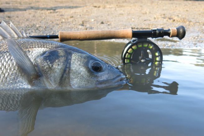 La pesca a mosca della spigola  la sfida definitiva!