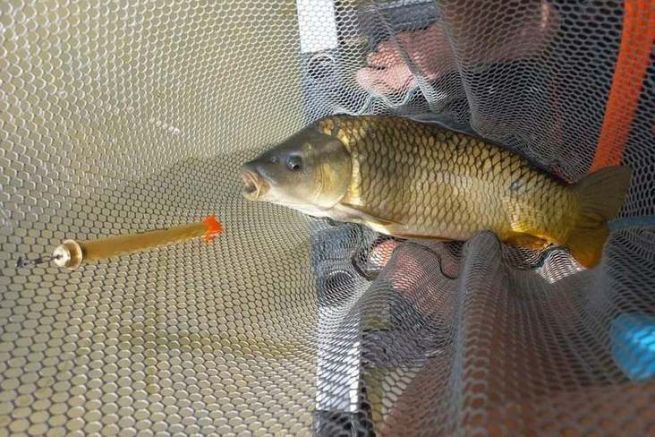 Pesca con waggler a pellet