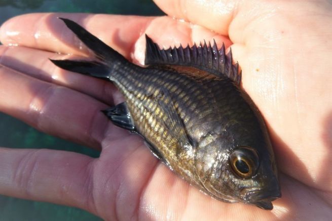 La castagnola, un piccolo pesce atipico non sempre ricercato dai