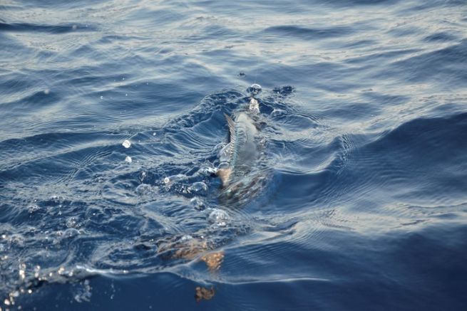 La castagnola, un piccolo pesce atipico non sempre ricercato dai