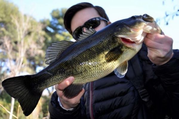Pesca al black bass in inverno, trovare i pesci grossi