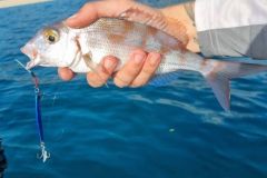 Light jigging per gli sparidi