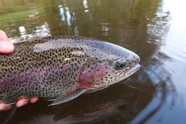 Una bella battuta di pesca alla trota in un lago artificiale con la mosca