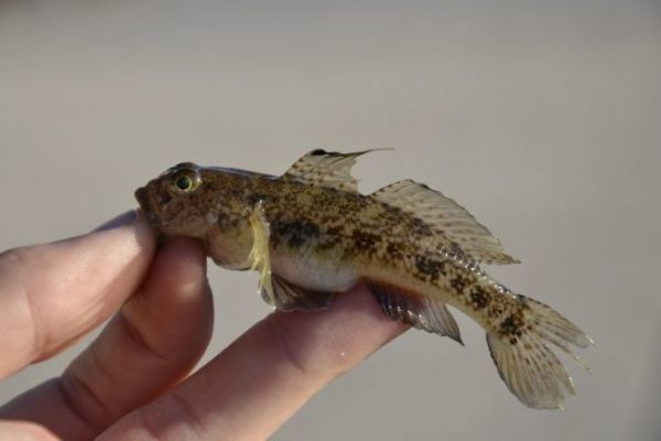 Il ghiozzo nero, un pesce che ama anche le acque salmastre