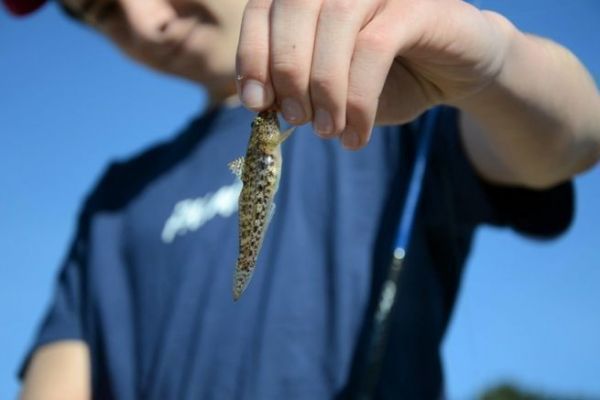 Il ghiozzo maculato, un ghiozzo con comportamento da pesce pagliaccio