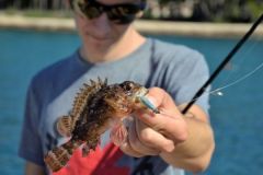 Pesca di scoglio allo scorfano