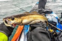 Uscita invernale in kayak, alla ricerca del luogo con richiamo morbido