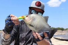 I piranha amano l'acqua ossigenata.