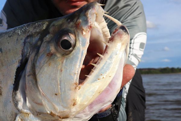 Il payara, un pesce con denti che fanno venire i brividi!