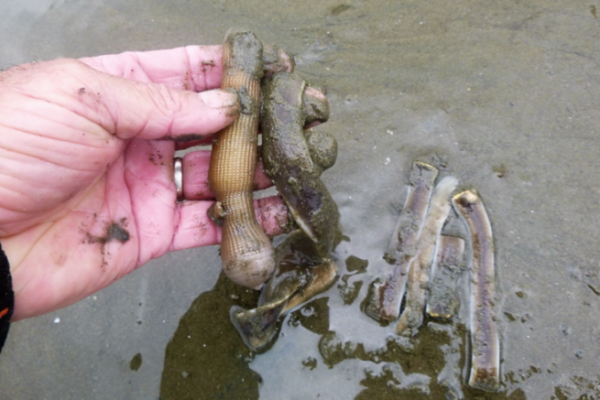 Raccogliere i vermi durante l'alta marea, esca accessibile