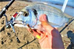 Perline galleggianti per il surfcasting