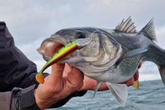 Capire la pesca alla spigola inshore per avere pi� successo nelle vostre uscite
