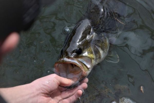 Pesca del black bass in prespawn, pesca nel rispetto della legge
