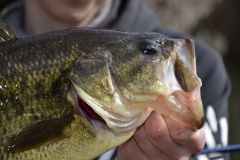 Prespawn e black bass