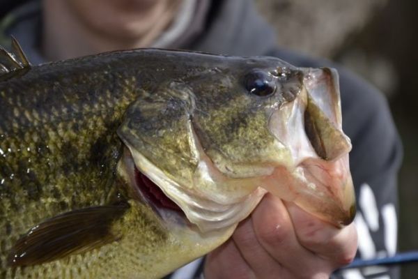 Pesca al black bass in prespawn, scelta delle zone e delle esche artificiali