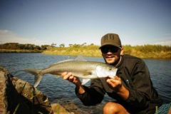 Salmone australiano dalla Nuova Zelanda