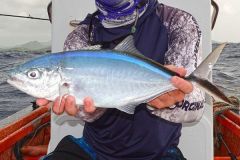 Trevally della Comade catturato con un piccolo jig