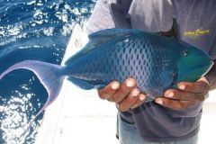 Pesce balestra blu del Madagascar