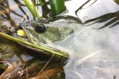 La pesca del black bass in superficie  un'esperienza entusiasmante!