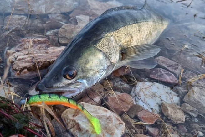 Tutto quello che c' da sapere sulla pesca al luccioperca per sessioni di successo