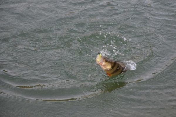 Pesca del pesce persico dalla riva in inverno