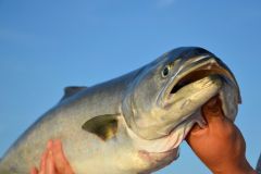 Pesca al tassergal vivo, per ingannare questo predatore dai denti aguzzi Pesca con il vivo del tassergal