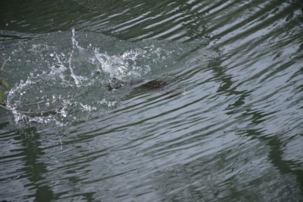 Comportamento del pesce davanti all'esca