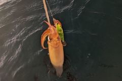Pesca al calamaro