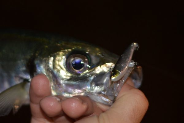 Pesca leggera al sugarello, piccole esche artificiali e un approccio speciale