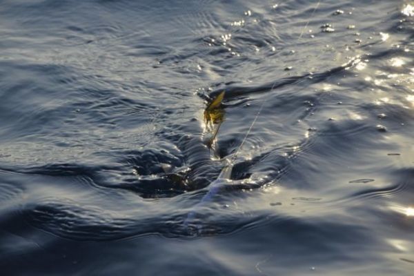 Come pescare in mare durante la primavera