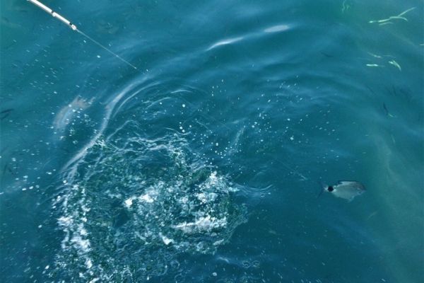 La pesca del pane, un pesce sportivo da pescare nel Mediterraneo