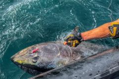 Crazy Sand Eel rosa di Fiiish, un'esca per la pesca del tonno rosso
