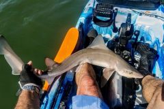 Progetto Mustelus, marcatura di emissari maculati nelle acque francesi