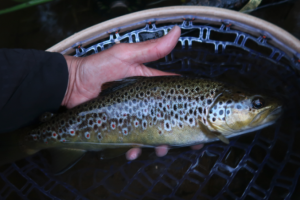 Pesca a mosca alla trota, sfruttare al meglio le catture serali La sera è il momento ideale per catturare qualche bella trota