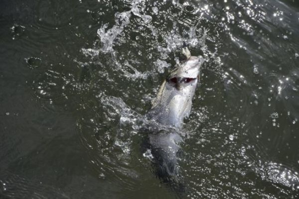 Pesca al lupo in estate