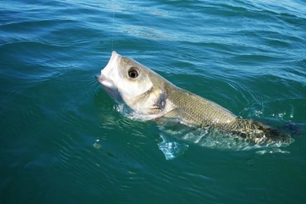 Pesca alla spigola con il jig: una tecnica efficace e versatile Pesca alla spigola con il jig