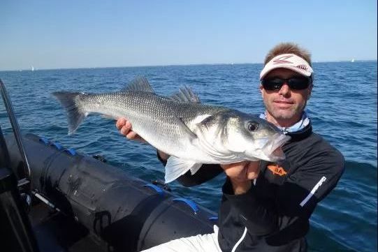 Pesca alla spigola con pesci che nuotano