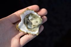 L'ostrica, un mollusco che può essere utilizzato come esca da pesca Pesca con le ostriche