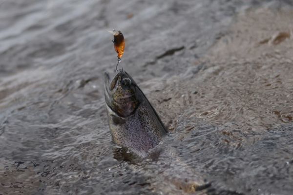 Pesca alla trota di superficie: i numerosi vantaggi dei crankbait