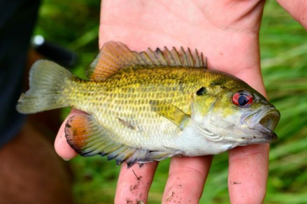 La spigola, un pesce insolito da pescare in Francia!
