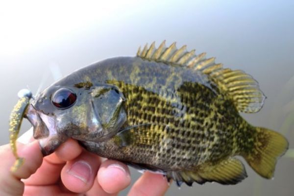 Come pescare i crappie di roccia, consigli e trucchi per il successo