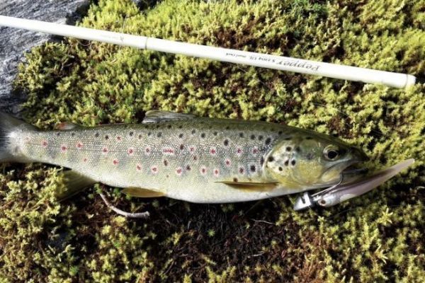 Pesca alla trota con esche artificiali morbide, gli approcci giusti