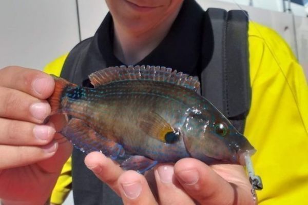 Pesca del pesce persico, una ricerca meticolosa e ricca di colori