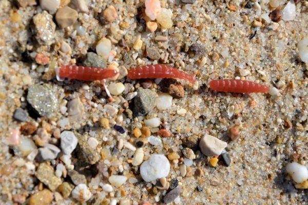 Pesca con esche artificiali, pratica ed efficace su molti pesci Pesca con esche artificiali
