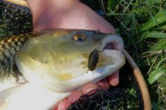 Attrezzatura per la pesca del cavedano con imitazioni di insetti
