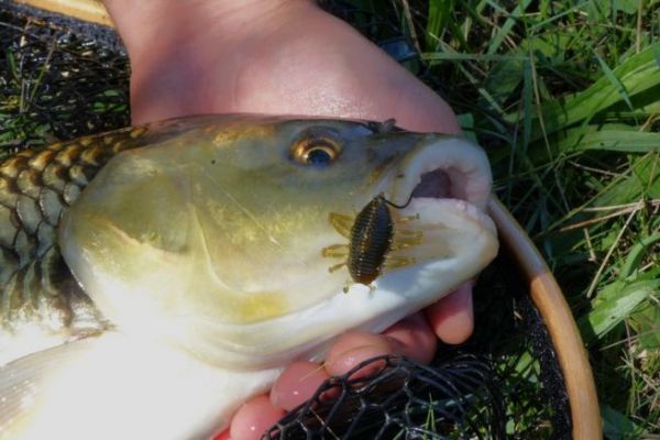 Pesca al cavedano con esche artificiali, l'attrezzatura giusta per il successo