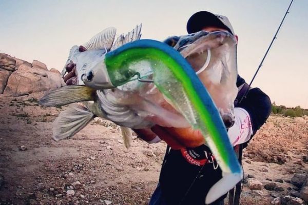 Escria Arteaga : Pesca al predatore con esche artificiali