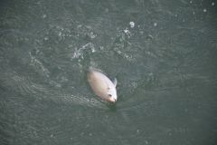 Pesca della salpa